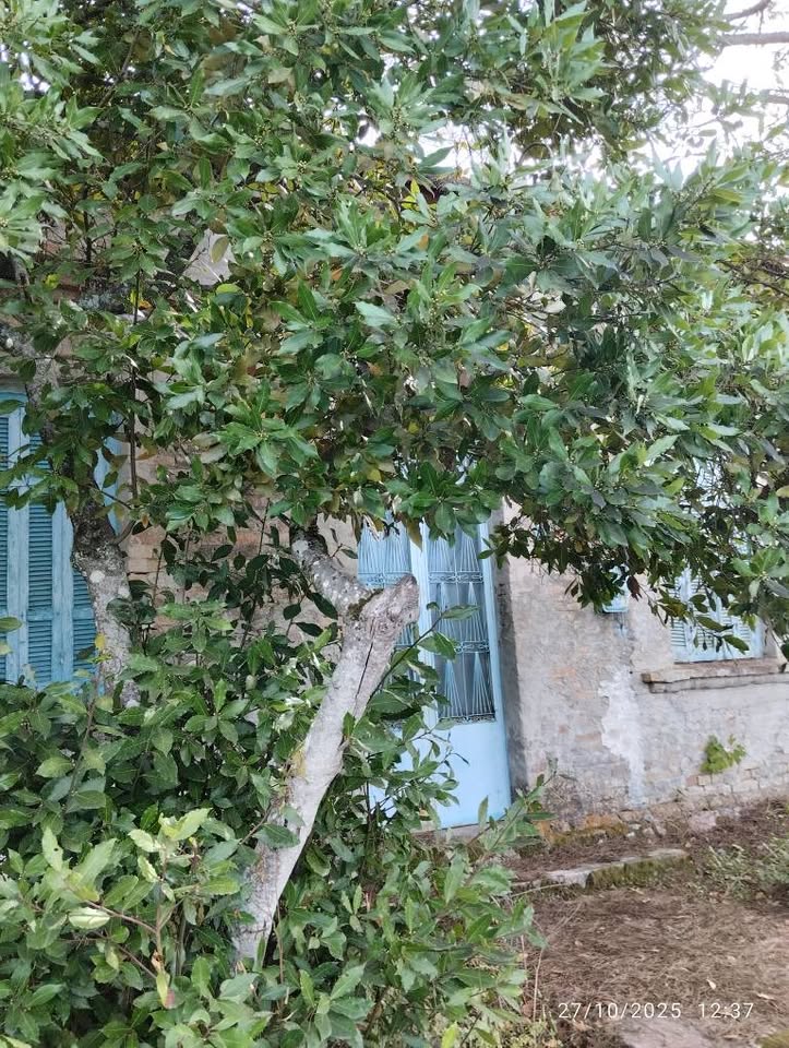 Μονοκατοικία σε ένα καταπράσινο περιβάλλον post thumbnail image