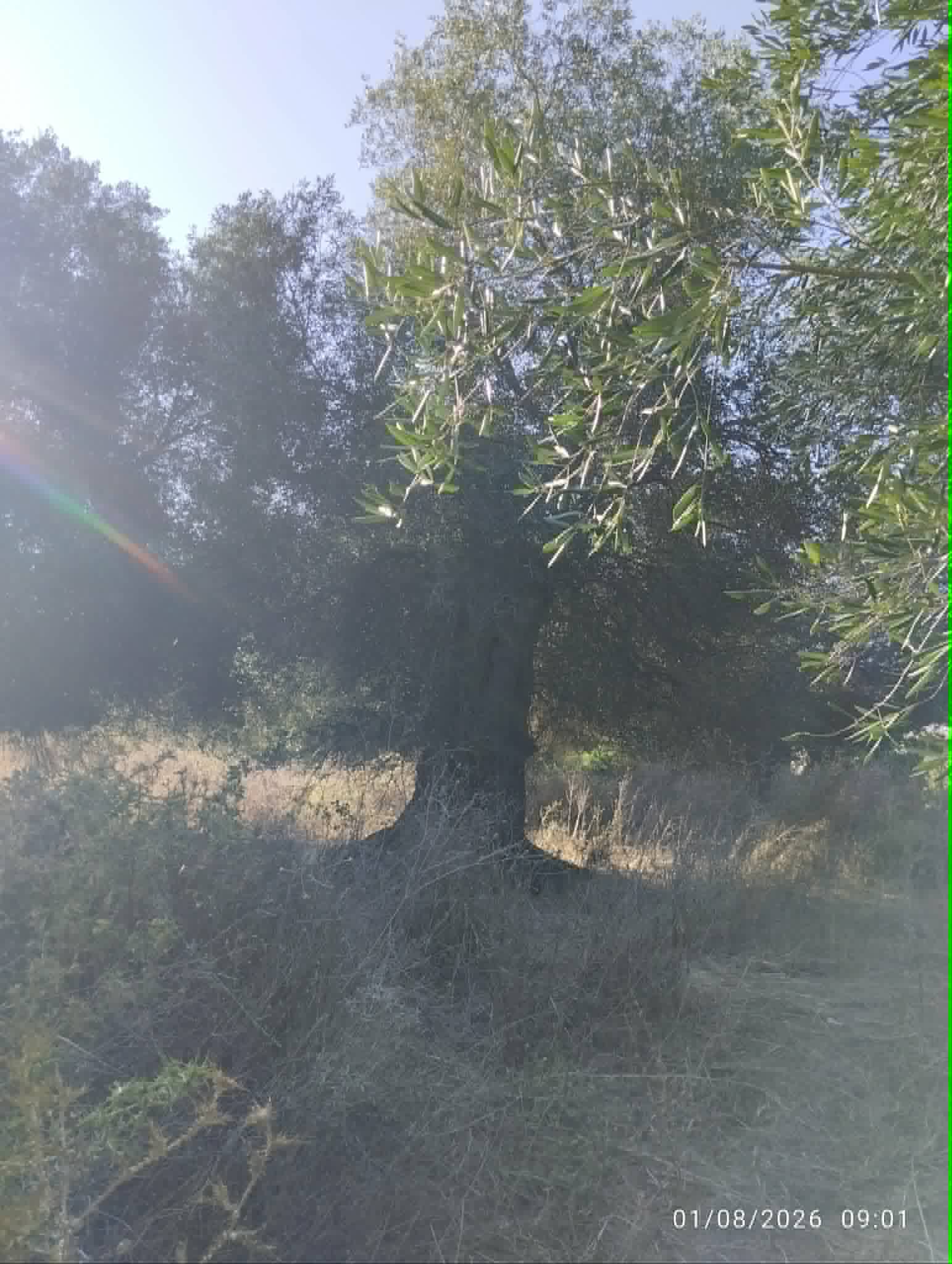 🌿 ΠΩΛΕΙΤΑΙ ΟΙΚΟΠΕΔΟ 6 ΣΤΡΕΜΜΑΤΩΝ – 75.000€ post thumbnail image